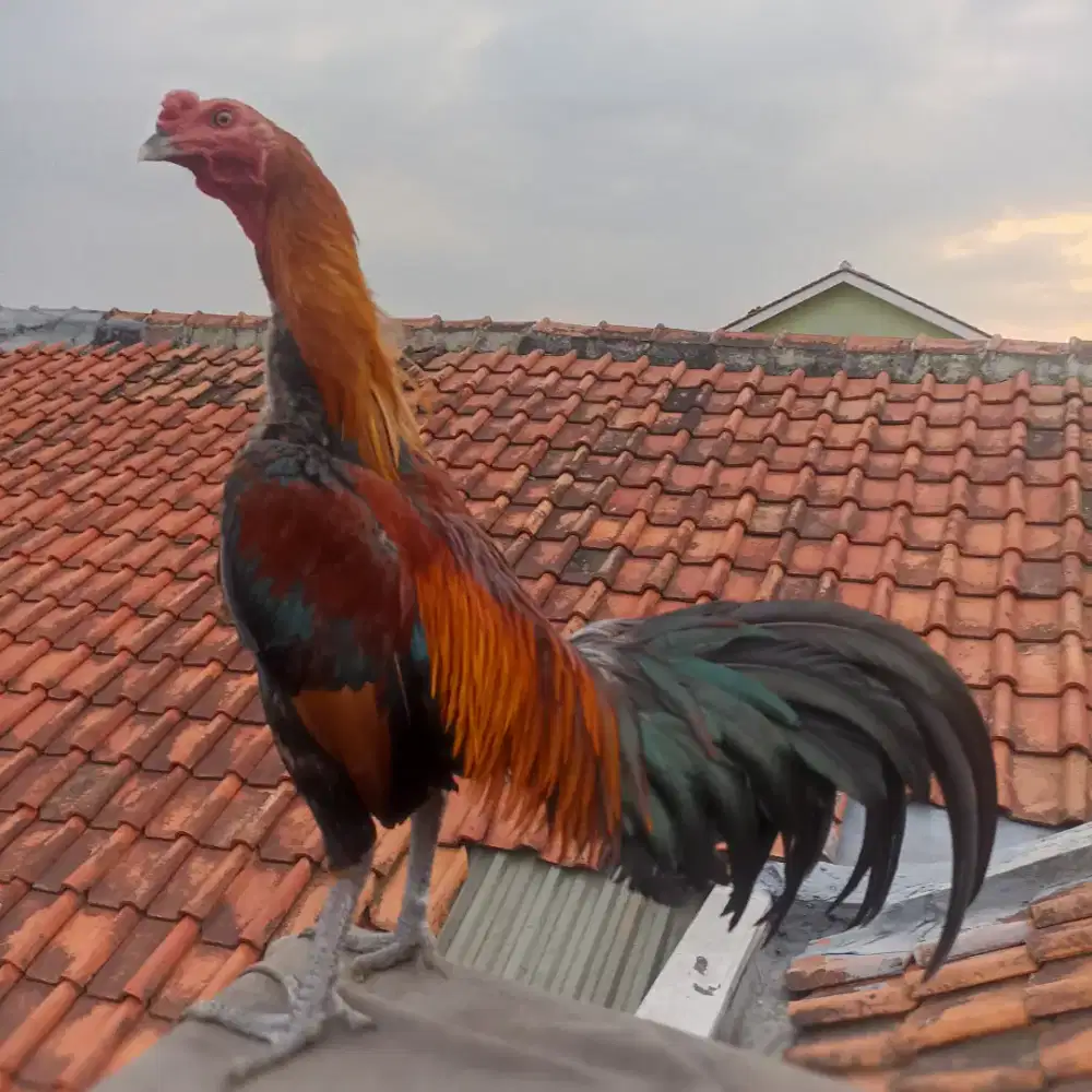 ayam aruan pama ninja
