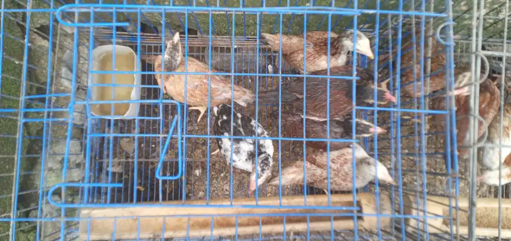 Ayam kampung unggul (KUB 2) umur 2 bln