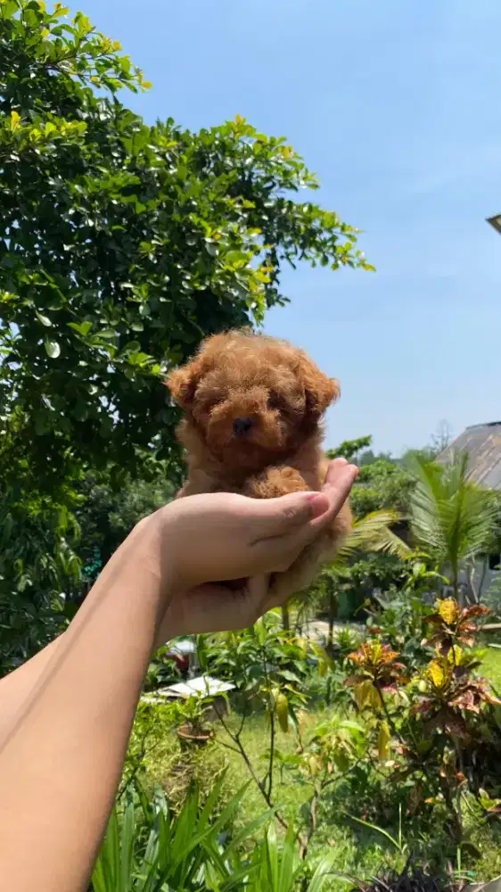 Red Tiny Poodle Female ( Betina ) STB Microchip + Vaksin