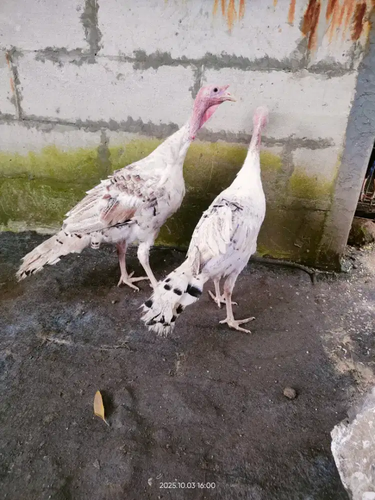 Ayam Kalkun Usia 4 BLN Sepasang