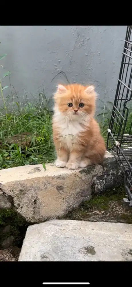 Kucing persia longhair betina NS anakan cebol