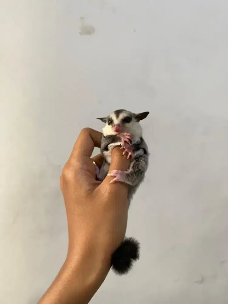 sugar glider jantan/betina