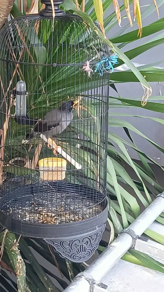 jual burung jalak kebo gacor sehat