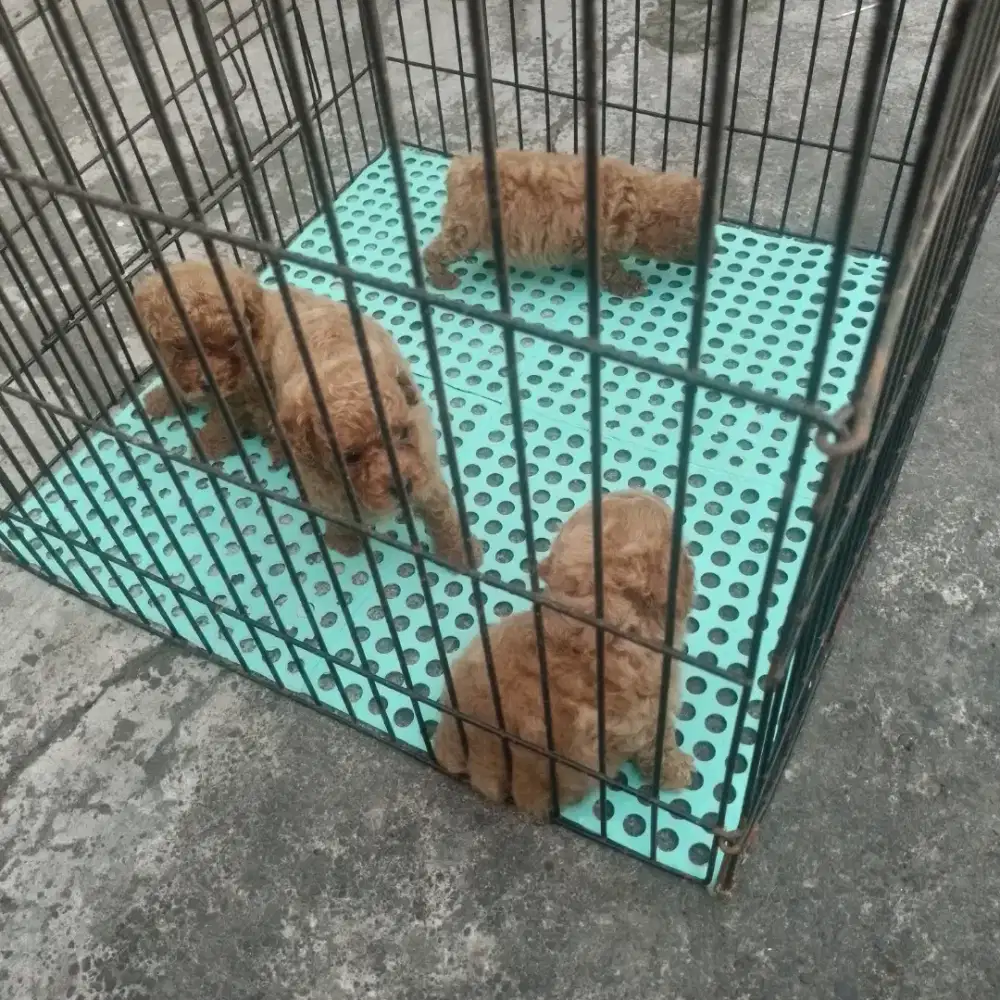 Jual anjing pudel