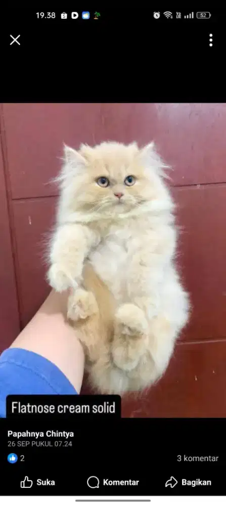 lepas adopkucing kitten Persia betina 3,5 bln ( flatnose cream solid )