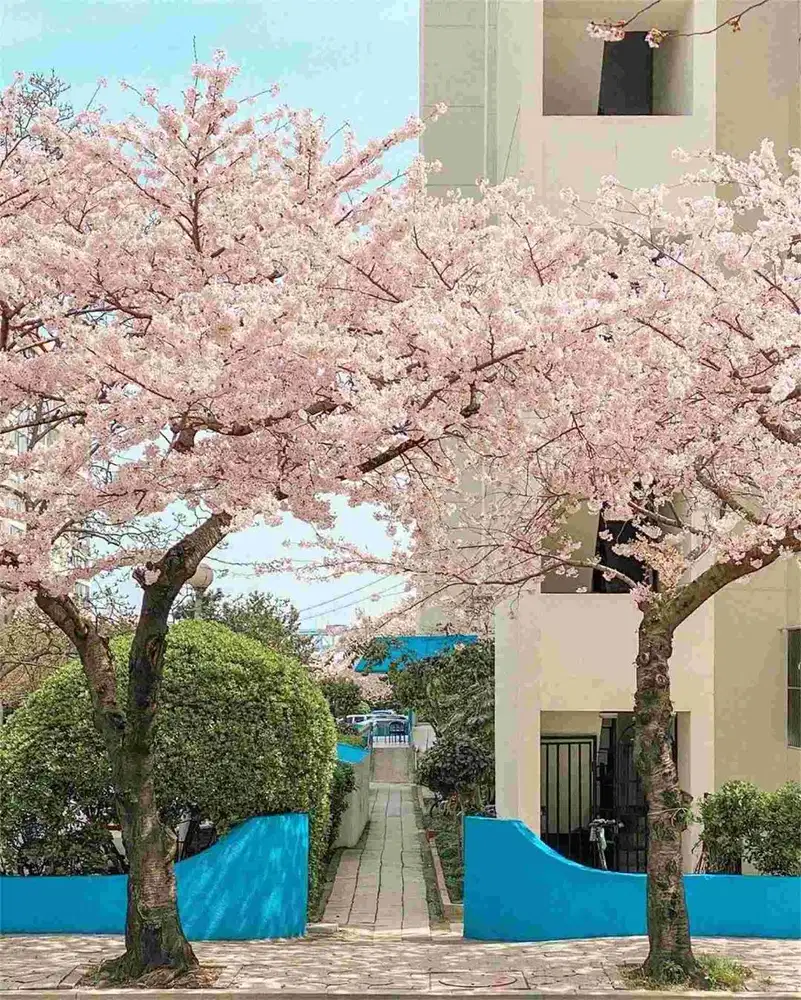 PICKER ONLINE SHOP, bisa bergabung secepatnya