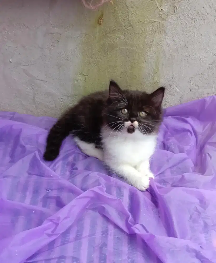 Persian kitten 2.5bln