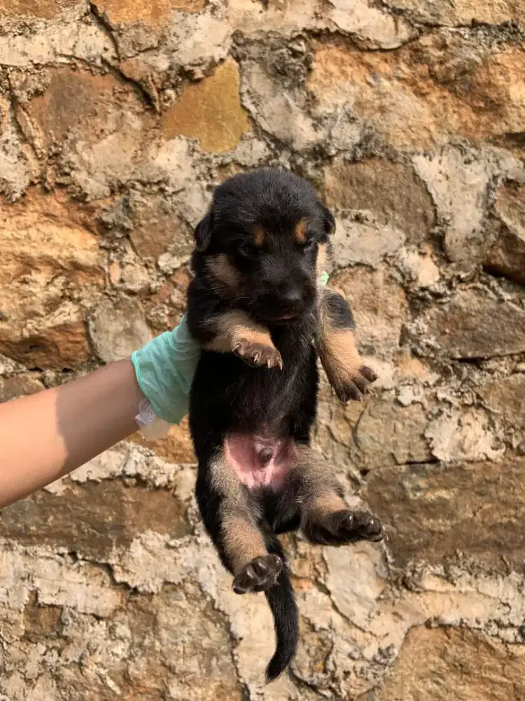 Puppy herder kosongan