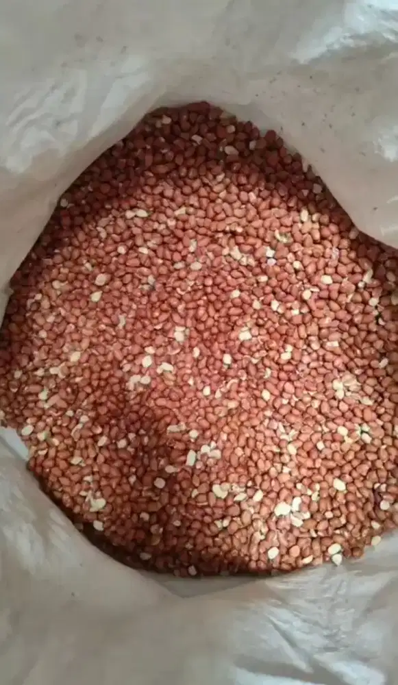 kacang tanah Harga grosir