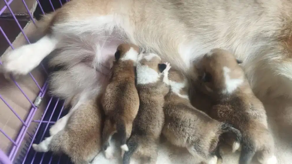 Corgi puppy jantan betina