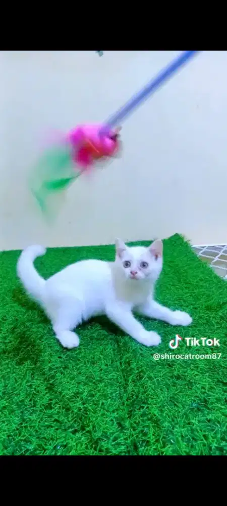 Kucing BSH White Solid Pure
