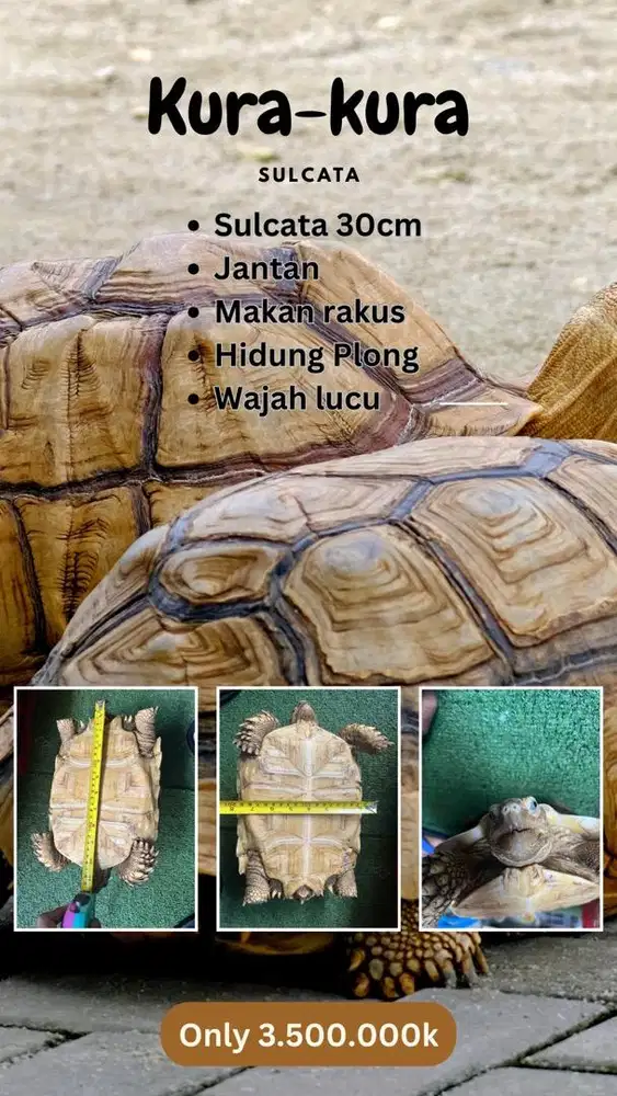 Kura kura sulcata