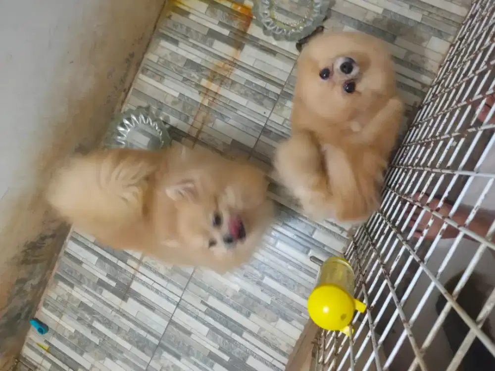 Sepasang minipom