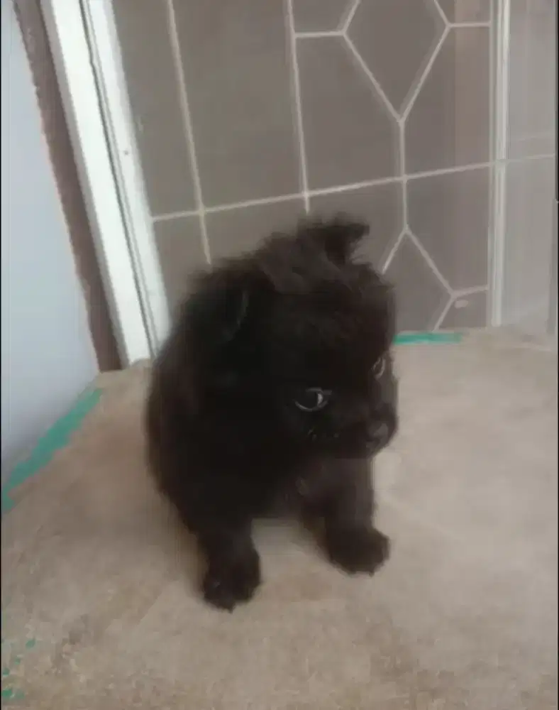 Anakan anjing minipom black Betina