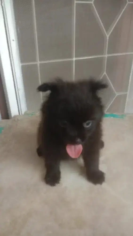Minipom black female