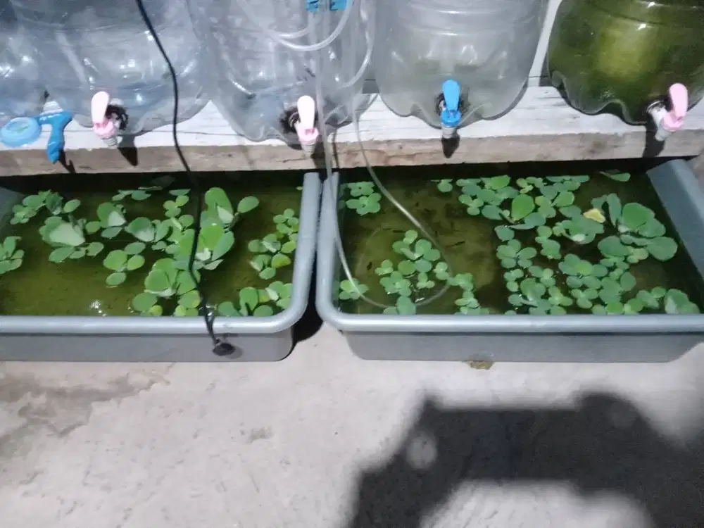 Guppy koi (PRTD) Indukan