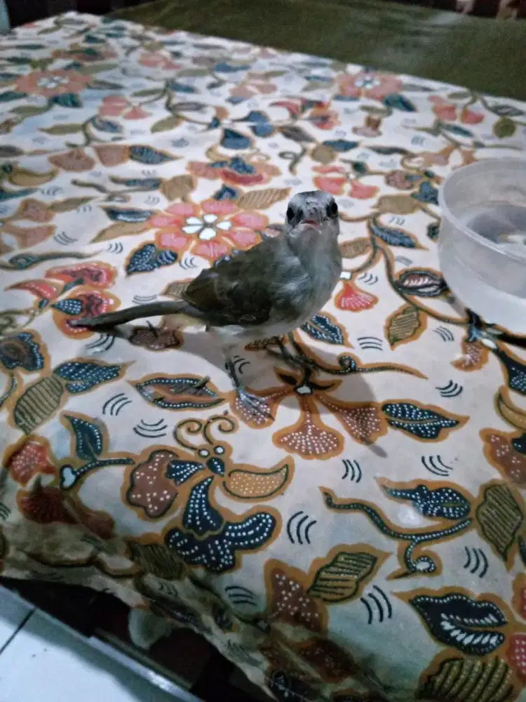 Anak c burung trucuk