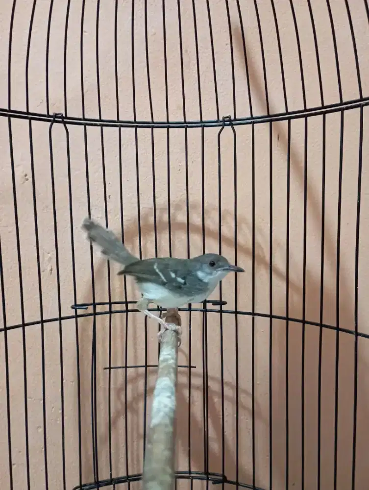 Burung Ciblek dada putih Jantan mapan