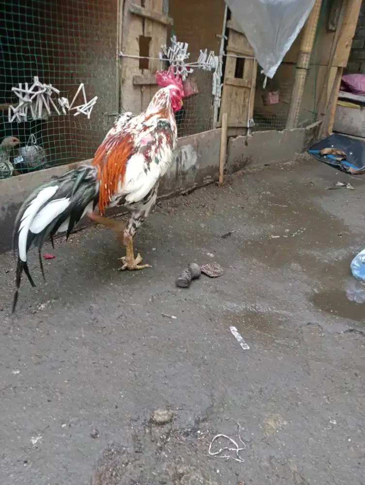 Jual ayam bangkok