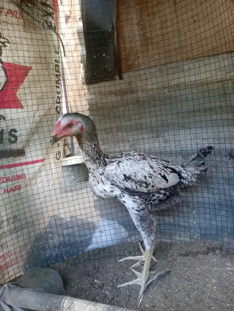 Jual ayam bangkok bulbi