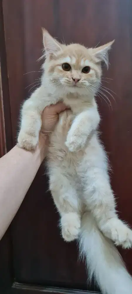 Kucing persia jantan