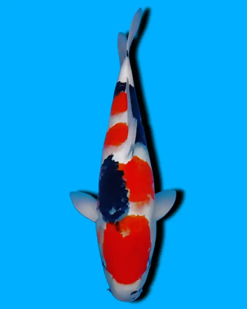 Koi Showa Sanshoku High Quality