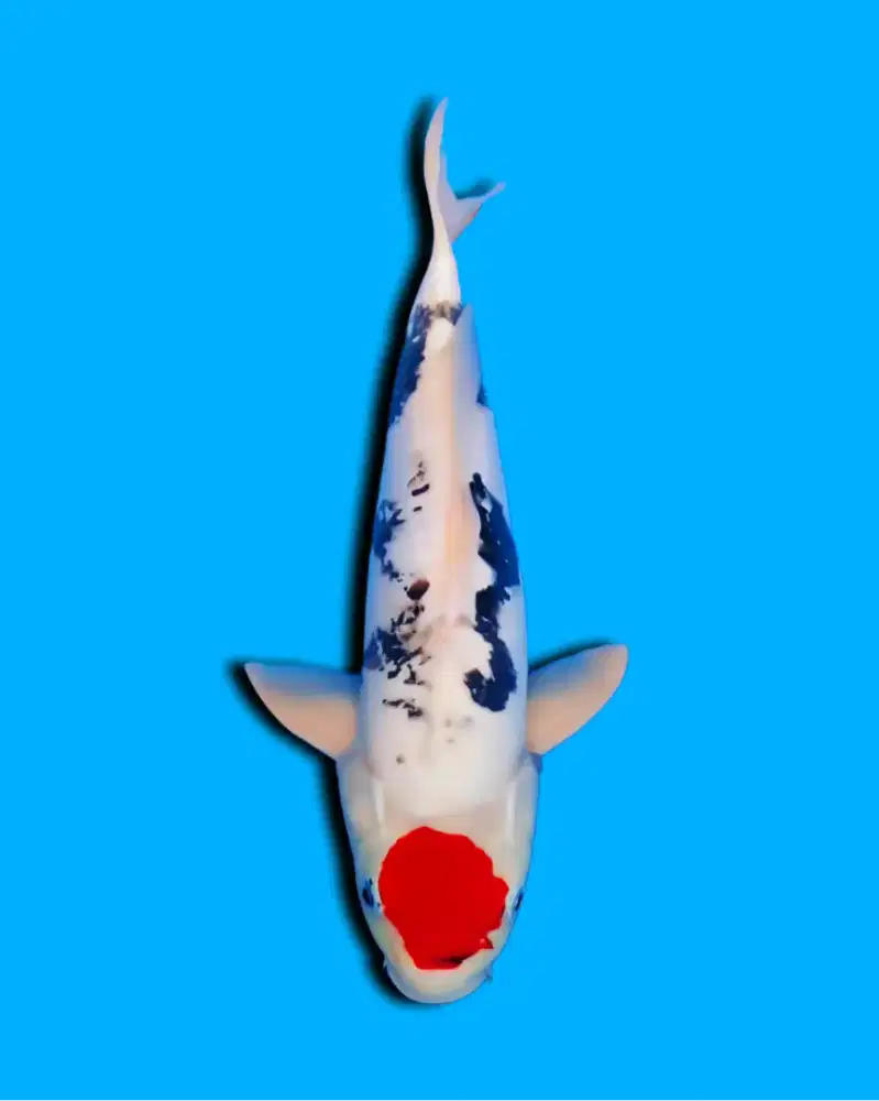 Koi Tancho Kumonryu
