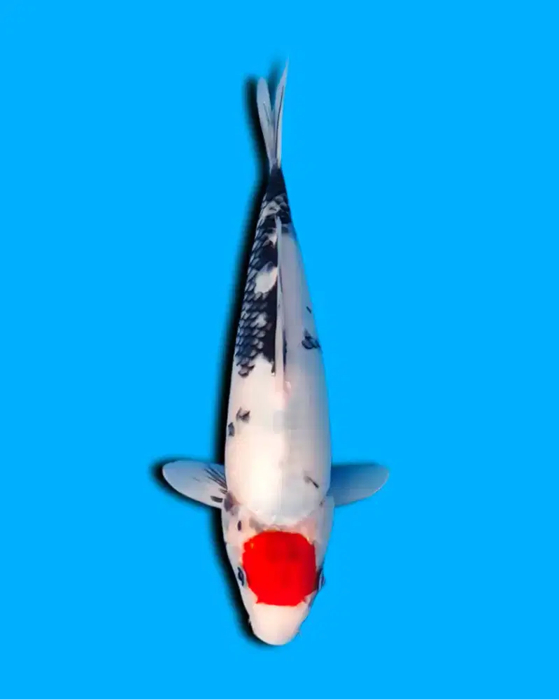 Koi Tancho Showa Tategoi