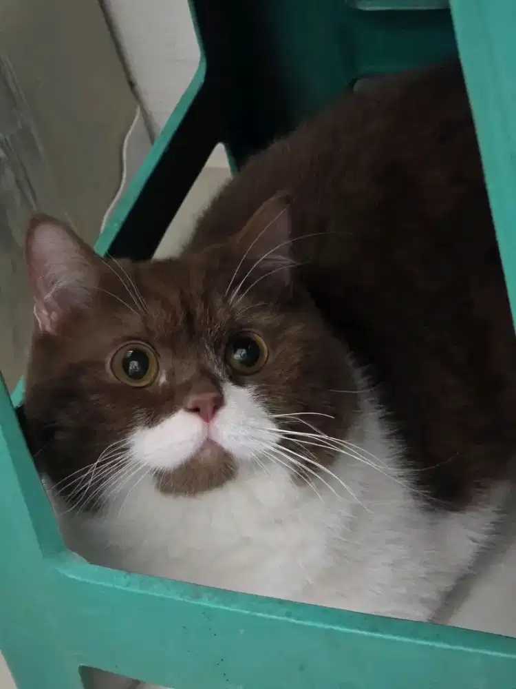 British Shorthair jantan bicolor cinamon