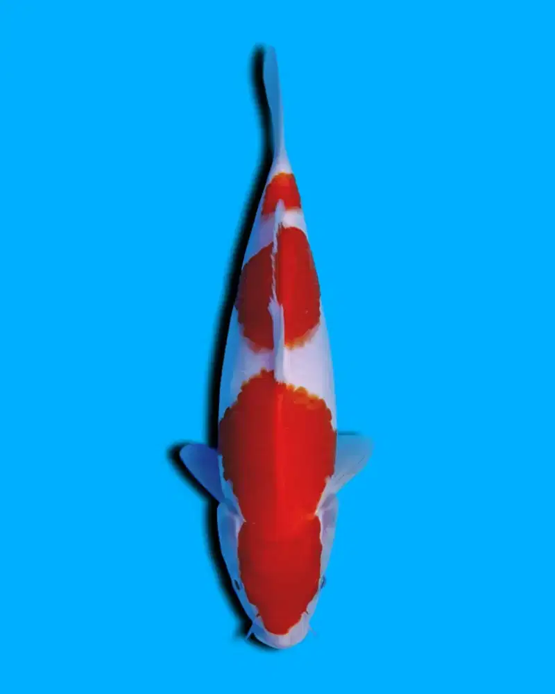 Koi Kohaku Import Saito Super Quality