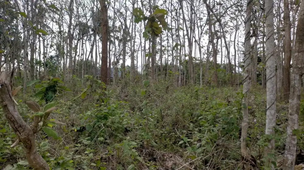 Dijual Cepat Tanah Tegalan