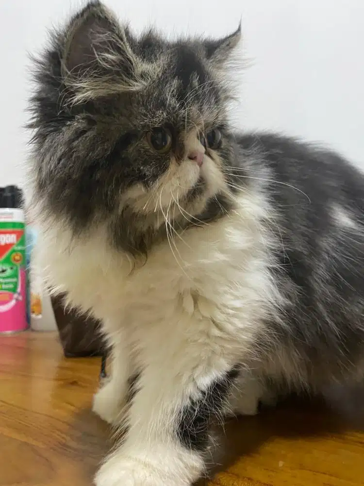 LA Induk kucing proven baru 1 kali