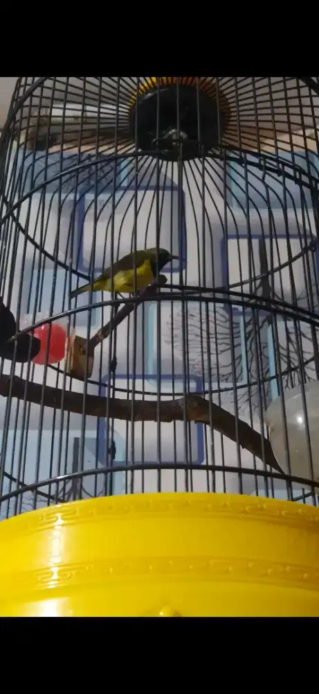 Sogon Burung Kolibri