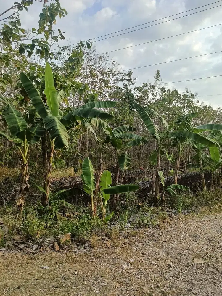Dijual Cepat Tanah di Banyusuco Playen