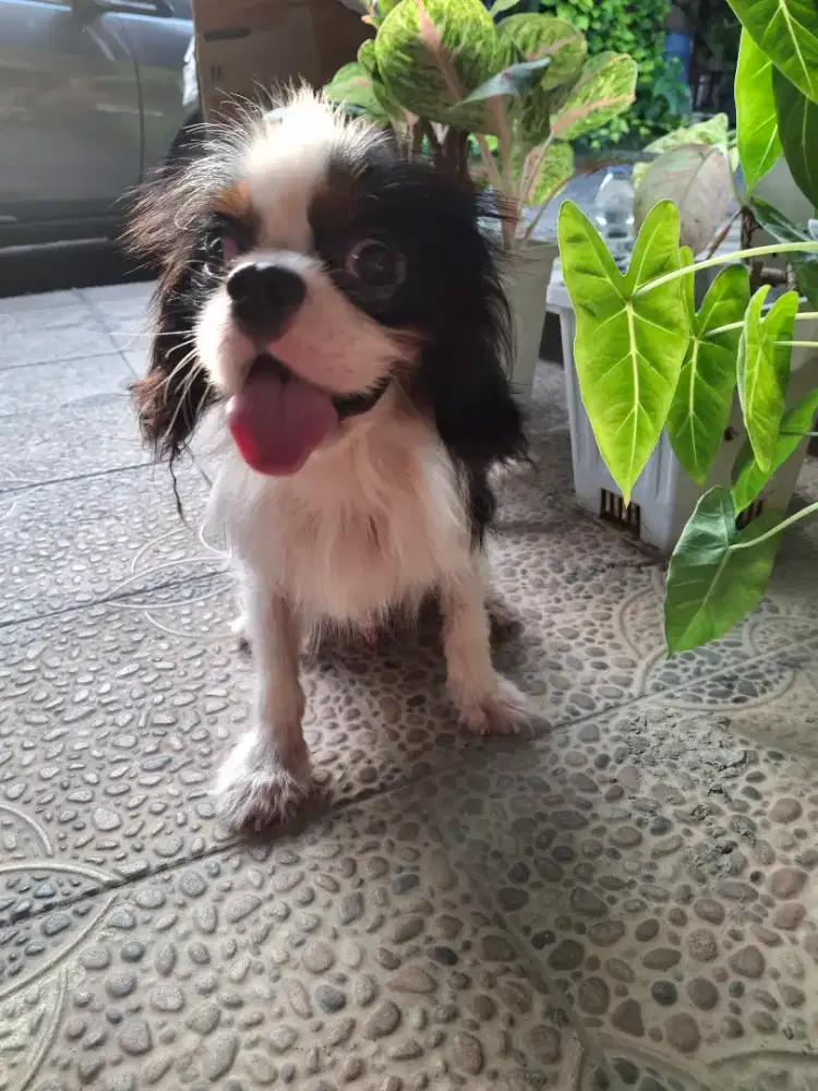 Open Adop CAVALIER KING SPINEL