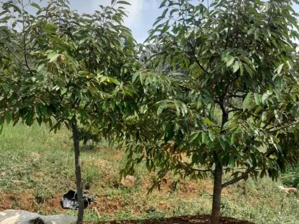 jual kebun durian bale endah hills