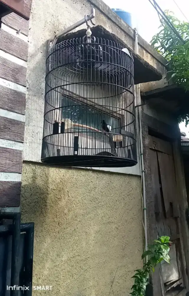 2 ekor Murai batu ring