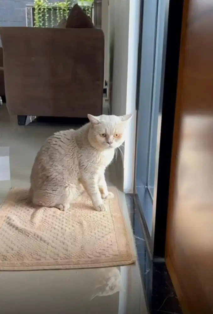 Jasa Pacak Kucing BSH