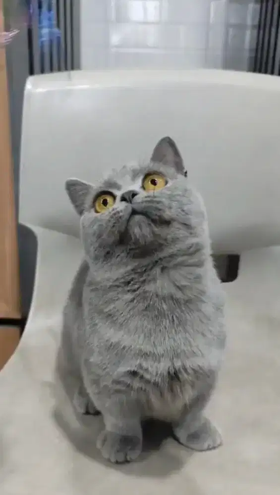 BSH Munchkin pure breed