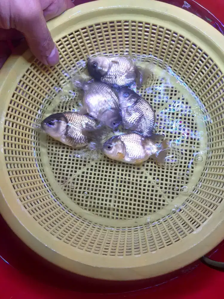 Ikan mas koki ranchu rancu