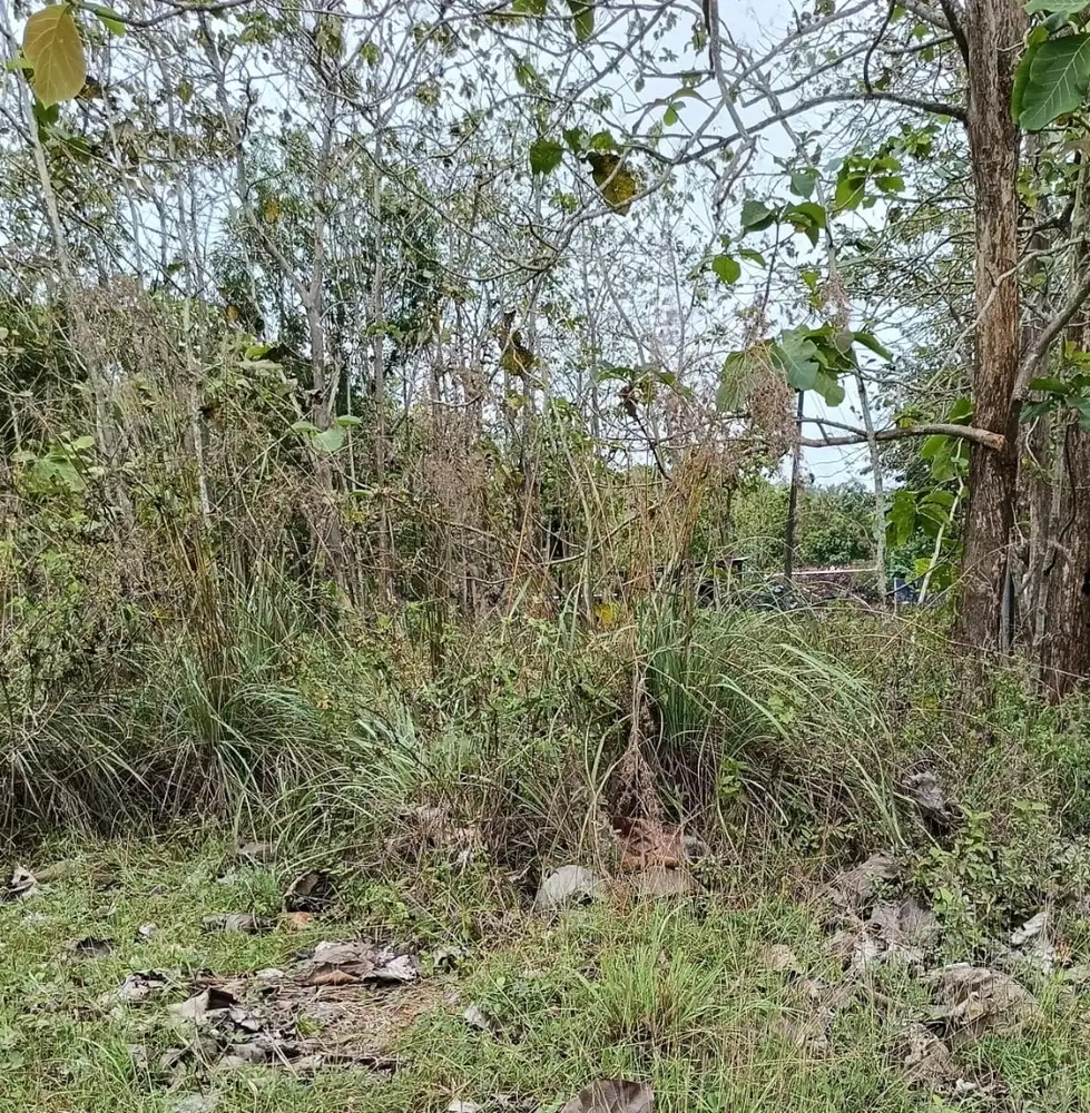 Dijual Cepat tanah SHM di banyusuco