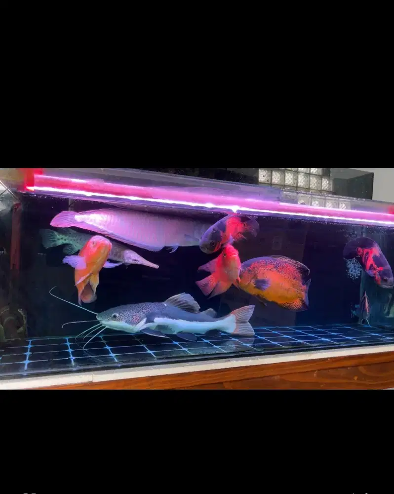 Dijual ikan predator