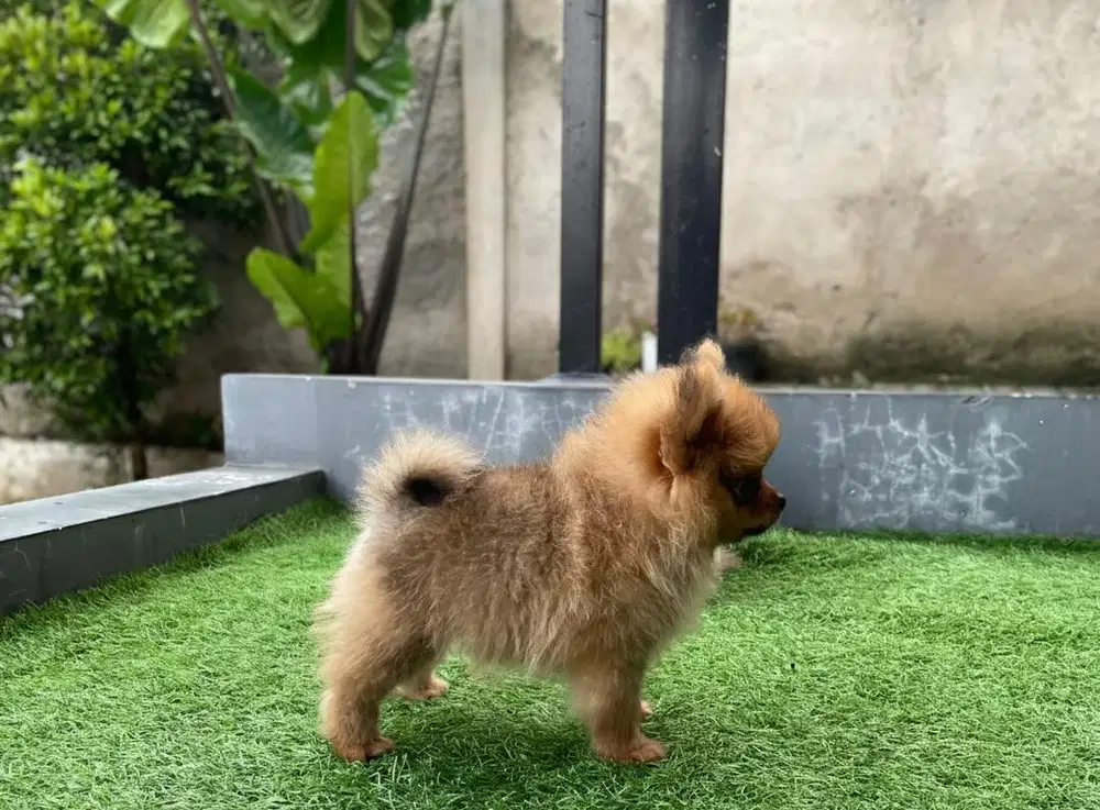 For Sale Minipom