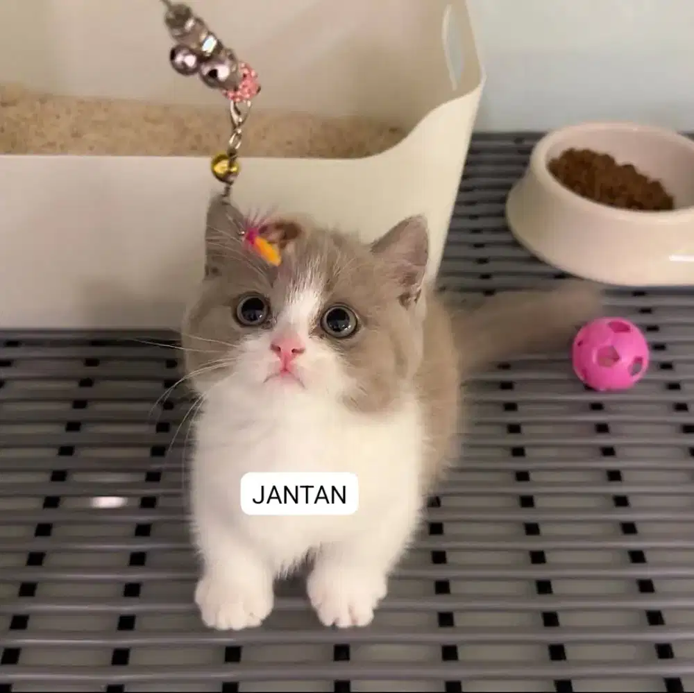 Kucing Munchkin READY Sepasang cebol