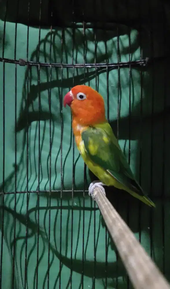 Lovebird atau labet biola betina