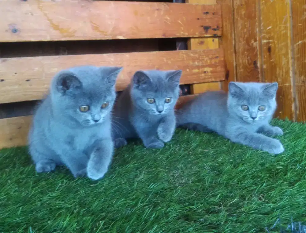 Kucing BSH lucu2