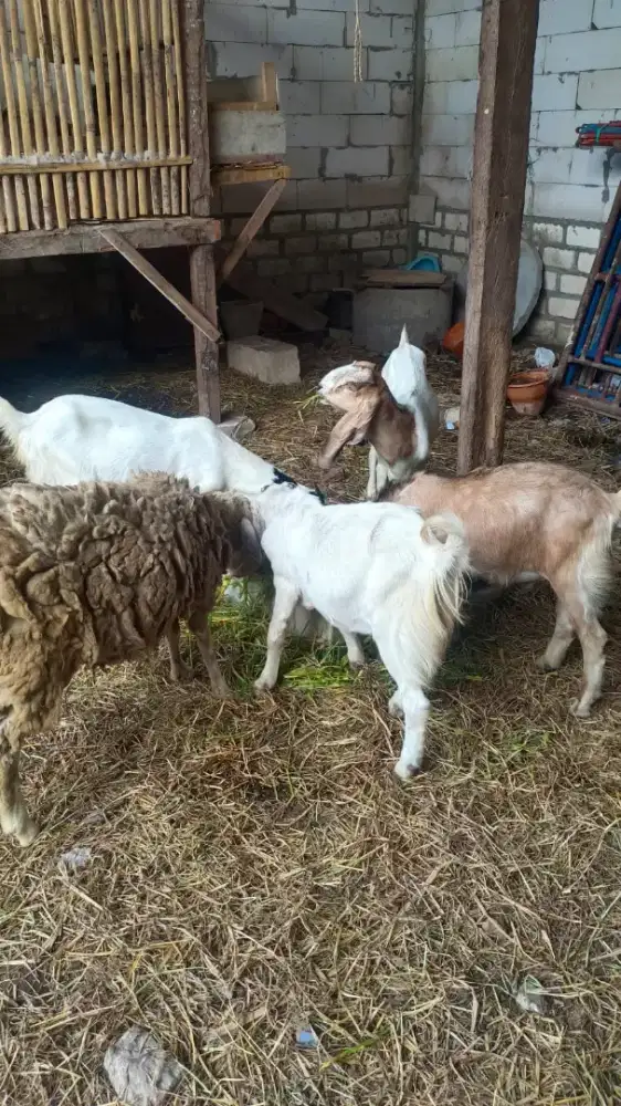 Dijual kambing satuan/ borongan