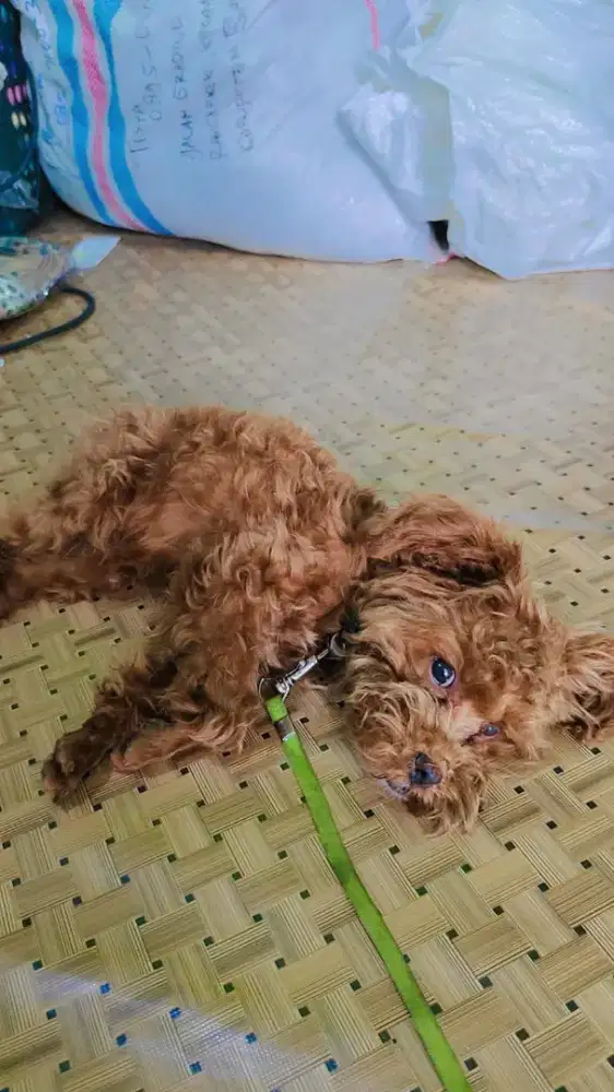 Anjing pudel jantan