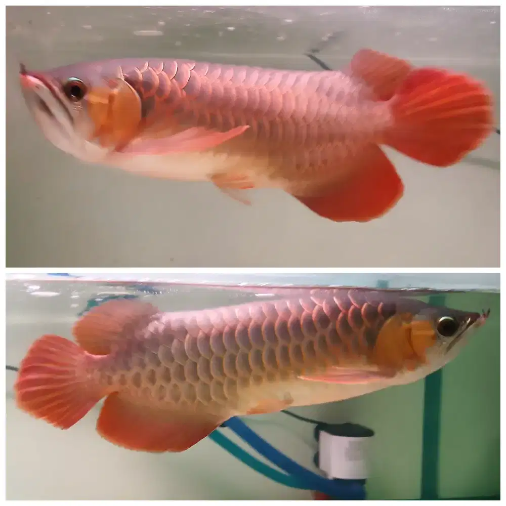 Arwana Super Red -/+ 42cm Menyala Abangku