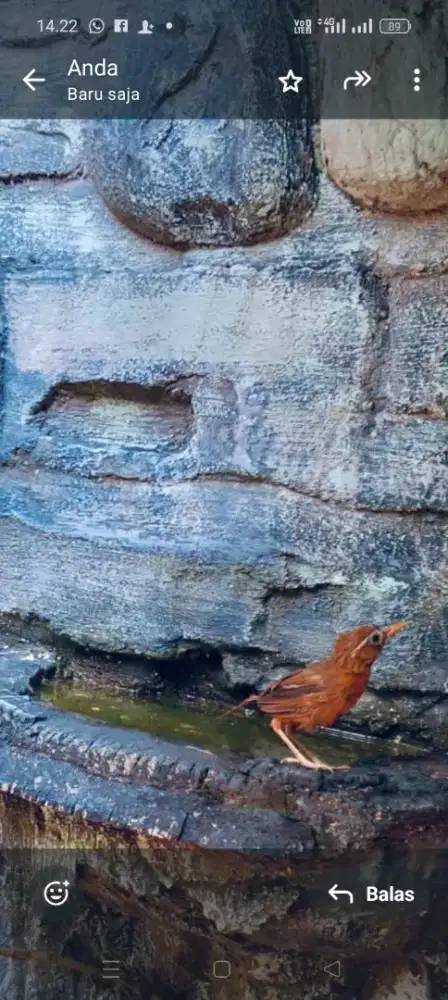 Burung wambi jantan bunyi semaunya sehat makan por suara kenceng